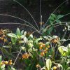 Bird Control for garden and balconies